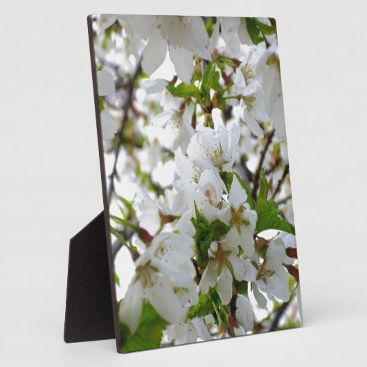 Elegante witte bloesems witte bloemen witte bloeme fotoplaat (Zijkant)