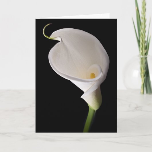 Elegante witte calla kaart (Voorkant)