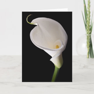 Elegante witte calla kaart