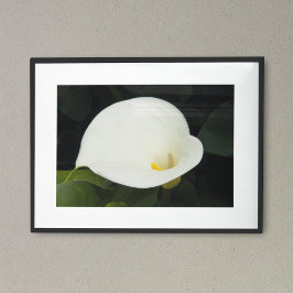 Elegante Witte Calla Lelie Bloei Bloem Fotografisc Poster