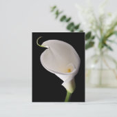 Elegante witte calla lelie briefkaart (Staand voorkant)