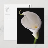 Elegante witte calla lelie briefkaart (Voorkant / Achterkant)