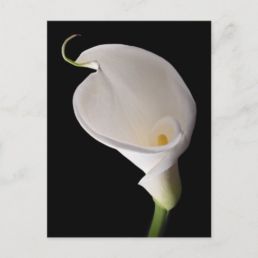 Elegante witte calla lelie briefkaart (Voorkant)