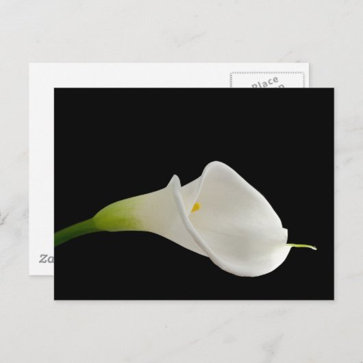 Elegante witte calla lelie briefkaart (Voorkant / Achterkant)