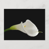 Elegante witte calla lelie briefkaart (Voorkant)