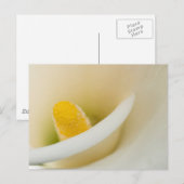 Elegante witte calla lelie briefkaart (Voorkant / Achterkant)