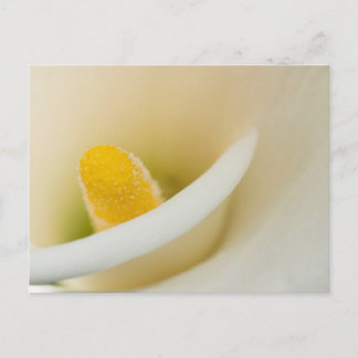 Elegante witte calla lelie briefkaart