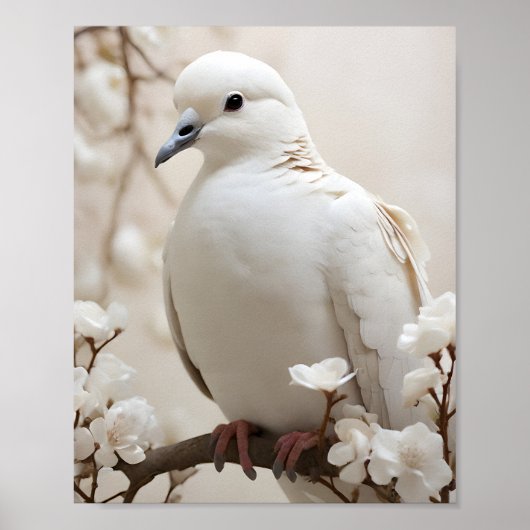 Elegante witte duif poster (Voorkant)