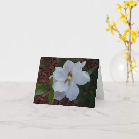 Elegante witte gardenia bloem op een kaart (Gele Bloem)