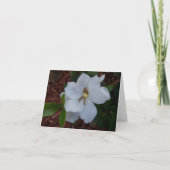 Elegante witte gardenia bloem op een kaart (Voorkant)