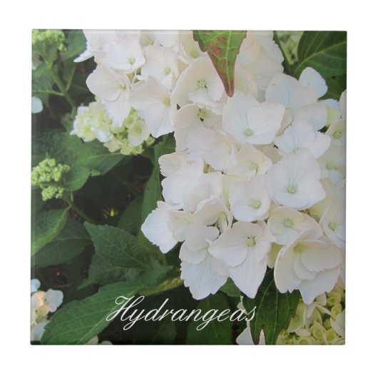 Elegante Witte Hortensia's Tegeltje (Voorkant)