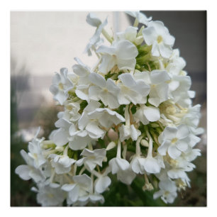 Elegante witte Hydrangea bloemenposterprint Bota Perfect Poster