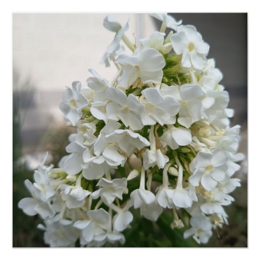 Elegante witte Hydrangea bloemenposterprint | Bota Perfect Poster (Voorkant)