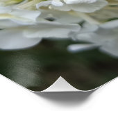 Elegante witte Hydrangea bloemenposterprint | Bota Perfect Poster (Hoek)