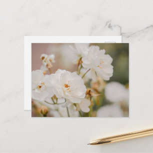 Elegante witte Korbinrozen Romantische foto Briefkaart