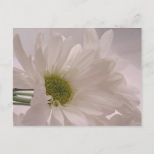 Elegante witte madeliefjes briefkaart