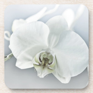 Elegante Witte Orchidee Botanische Kunst Bier Onderzetter