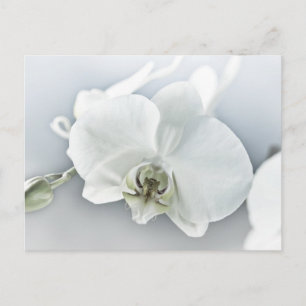 Elegante Witte Orchidee Botanische Kunst Briefkaart