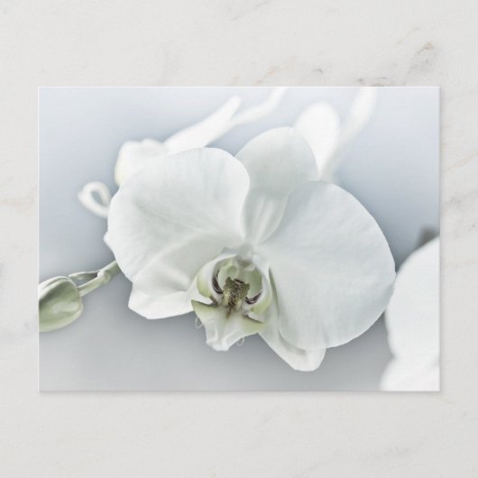 Elegante Witte Orchidee Botanische Kunst Briefkaart (Voorkant)