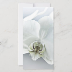 Elegante Witte Orchidee Botanische Kunst Feestdagenkaart