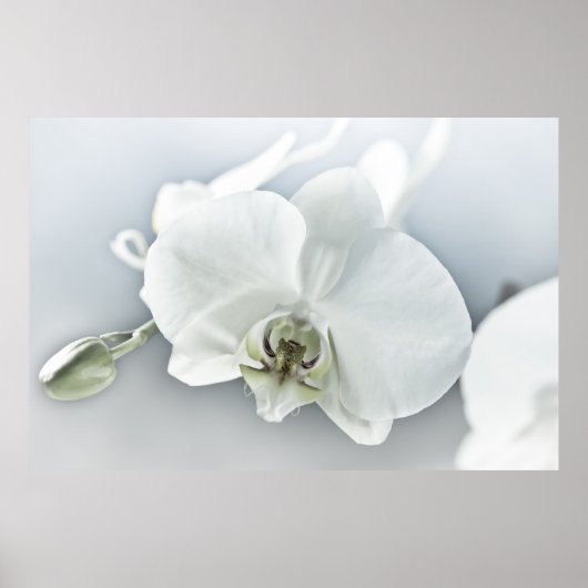 Elegante Witte Orchidee Botanische Kunst Poster (Voorkant)