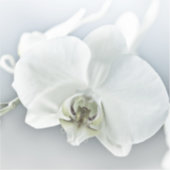 Elegante Witte Orchidee Botanische Kunst Sticker (Voorkant)