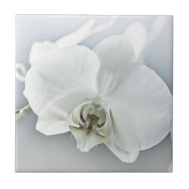 Elegante Witte Orchidee Botanische Kunst Tegeltje