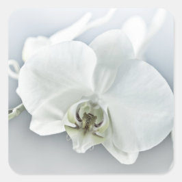 Elegante Witte Orchidee Botanische Kunst Vierkante Sticker