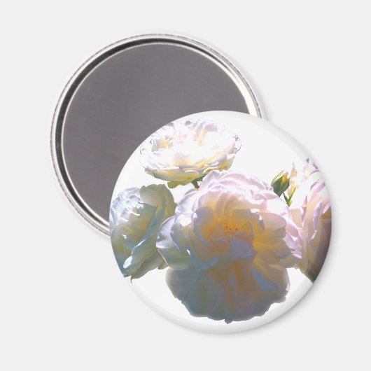 Elegante witte perzik sinaasappel blush rozen magneet (Voorkant / Achterkant)