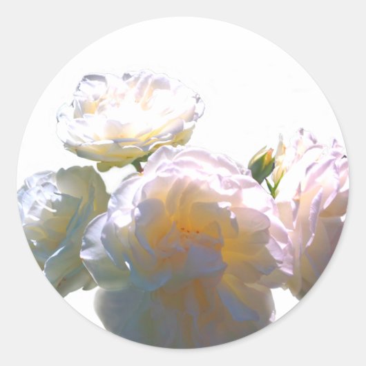 Elegante witte perzik sinaasappel blush rozen ronde sticker (Voorkant)