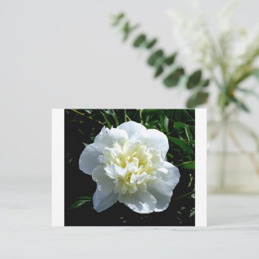 Elegante witte pioen bloemenwitte bloem foto briefkaart (Staand voorkant)