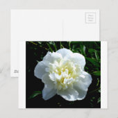 Elegante witte pioen bloemenwitte bloem foto briefkaart (Voorkant / Achterkant)