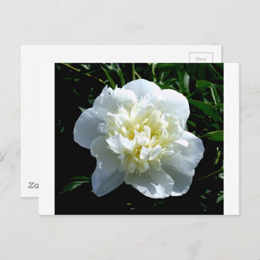 Elegante witte pioen bloemenwitte bloem foto briefkaart (Voorkant / Achterkant)