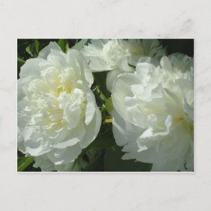 Elegante witte pioen bloemenwitte bloem foto briefkaart