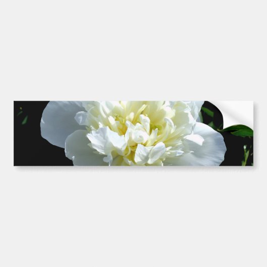 Elegante witte pioen bloemenwitte bloem foto bumpersticker (Voorkant)