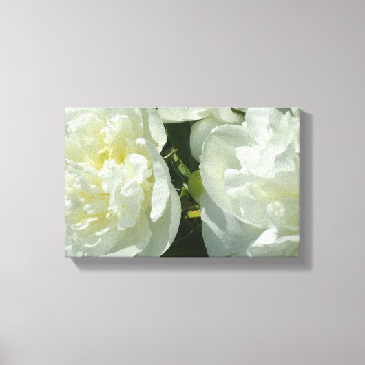 Elegante witte pioen bloemenwitte bloem foto canvas afdruk (Voorkant)