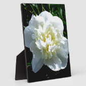 Elegante witte pioen bloemenwitte bloem foto fotoplaat (Zijkant)