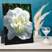 Elegante witte pioen bloemenwitte bloem foto fotoplaat (Zijkant)