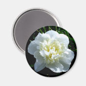 Elegante witte pioen bloemenwitte bloem foto magneet (Voorkant / Achterkant)