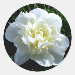Elegante witte pioen bloemenwitte bloem foto ronde sticker