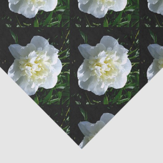 Elegante witte pioen bloemenwitte bloem foto tissuepapier (Detail)