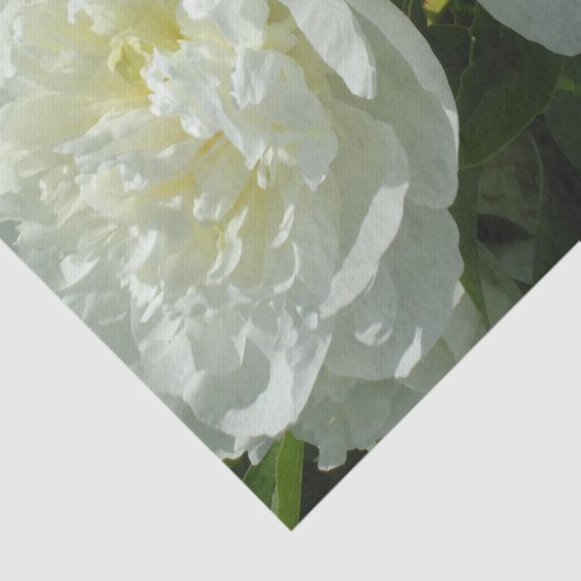 Elegante witte pioen bloemenwitte bloem foto tissuepapier (Detail)
