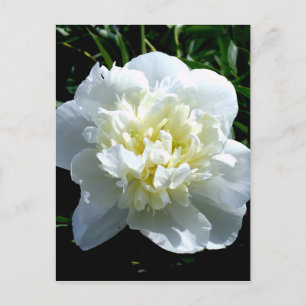 Elegante witte pioen bloemige witte bloem foto briefkaart