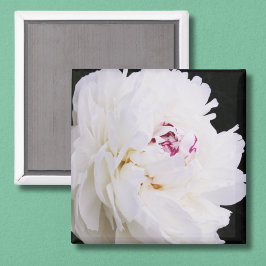 Elegante Witte Pioen met Paars Magneet