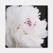 Elegante witte pioen met Paarse Magneet (Voorkant)