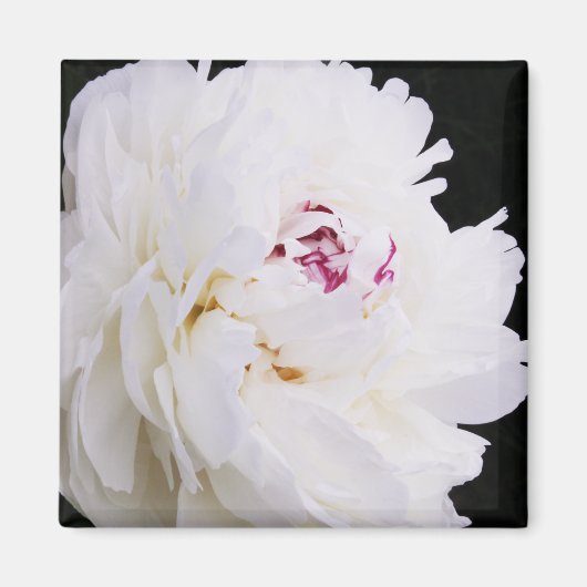 Elegante witte pioen met Paarse Magneet (Voorkant)