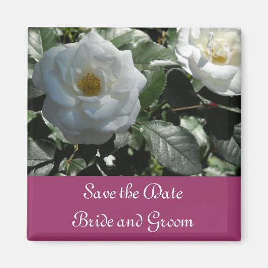 Elegante Witte Roos Save the Date Magneet (Voorkant)
