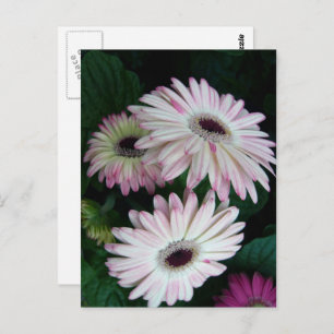 Elegante Witte & Roze Gerber Daisy Bloemen Briefkaart