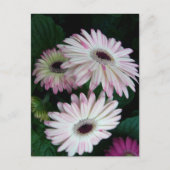 Elegante Witte & Roze Gerber Daisy Bloemen Briefkaart (Voorkant)