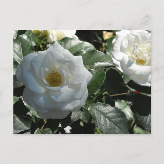 Elegante Witte Rozen Briefkaart (Voorkant)